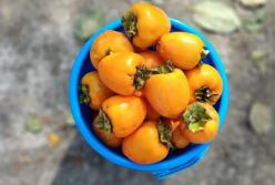 Медики объяснили, кому нельзя есть хурму