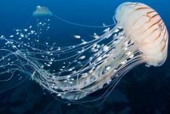 Не игнорируйте ожоги медуз: первая помощь