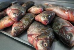 Медики развенчали популярный миф о вреде рыбы