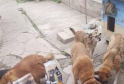 АТБ, U-Hearts та CLUB 4 PAWS передали 2 тонни корму для притулків у прифронтових регіонах