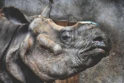 Ученые решили “воскресить” исчезнувших животных