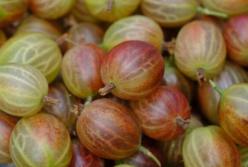 Медики назвали ягоду, которая снижает риск развития рака, диабета и болезней сердца