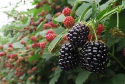 Серьезные противопоказания: врачи рассказали, кому нельзя есть ежевику