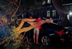 В Одессе ветер повалил десятки деревьев, есть пострадавшие