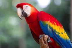 У Європі спалах "папугової лихоманки", у ВООЗ повідомляють про померлих пацієнтів