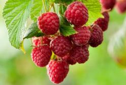 Эта ягода защищает организм от рака