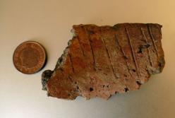 В Британии кролики помогли археологам найти древние артефакты (фото)