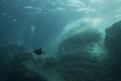 Samsung будет производить смартфоны из переработанных рыбацких сетей