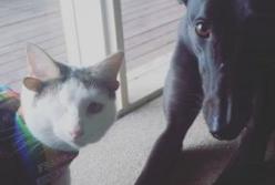 Кот с четырьмя ушами стал звездой в Сети (фото)