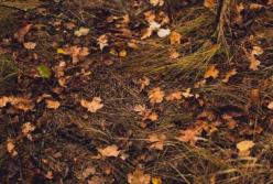 Прогноз погоды на 2 ноября: дожди и возможные заморозки