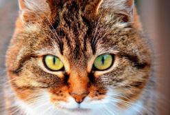 Какие породы кошек вызывают самую сильную аллергию