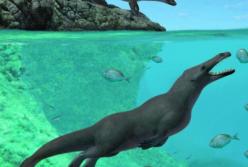 Изучен перуанский четырехлапый скелет, принадлежащий предку современного кита (ВИДЕО)