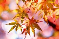 Прогноз погоды на 17 октября: царит бабье лето (карта)