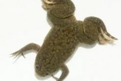 Ученые помогли лягушке отрастить ампутированную ногу