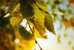 В выходные в Украине в разгаре бабье лето