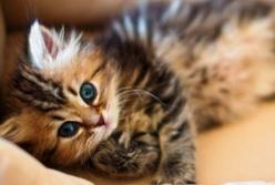 Курьезный снимок с котенком в машине покорил сеть (фото)