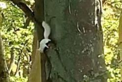 В Шотландии нашли редкую белоснежную белку (фото)