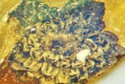 Найдены цветы, которые росли на Земле 100 млн лет назад