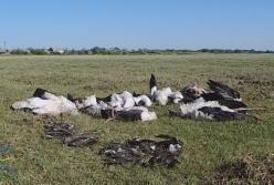 В Одесской области град убил около 300 птиц
