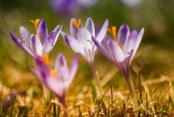 Прогноз погоды на 30 марта: весна несмелыми шагами идет в Украину