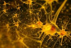 Ученые впервые сняли на видео электрические импульсы в мозге человека