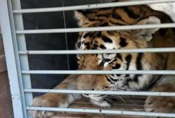 В одесский зоопарк из Николаева передали редкого амурского тигра