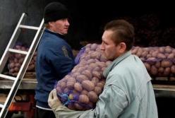 Украина вошла в топ-3 мировых лидеров по картофелю