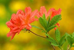 Прогноз погоды на 26 мая: почти по всей Украине будет сухо и тепло