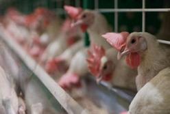 Казахстан ограничил ввоз мяса птицы из Украины