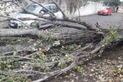Валил деревья и уничтожал авто: в Чернигове пронесся мощный ураган (фото, видео)