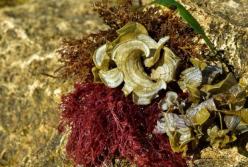 Ученые обнаружили в водорослях вещество, которое подавляет размножение ВИЧ