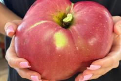 Киянин виростив яблуко у 1,28 кг, обхватом в 50 см і встановив рекорд України: фото гіганта