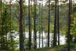 В Украине проведут инвентаризацию лесов