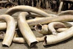 Археологи обнаружили в древней мастерской запасы слоновой кости 