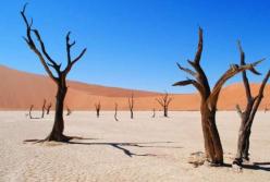 Ученые раскрыли загадку «ведьминых кругов» в Намибии