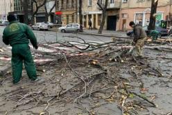 В Одессе сильный ветер валит деревья, повреждены машины (фото)