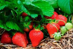 Медики рассказали, кому категорически противопоказана клубника