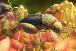 В янтаре найден самый древний жук (фото)