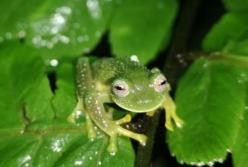 В Боливии нашли редкий вид "стеклянных" лягушек