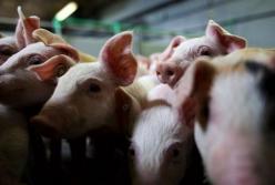 Украина запретила ввоз свиней из стран ЕС
