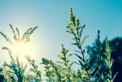 Прогноз погоды на 1 июня: лето начнется с жары