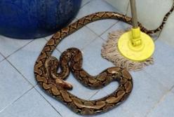 В Таиланде змея укусила женщину на унитазе
