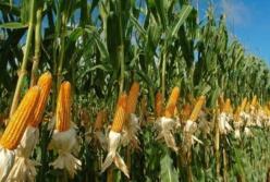 В Украине худший за пять лет урожай кукурузы