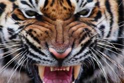 В оккупированном Крыму в зоопарке тигр откусил ребенку палец: фото
