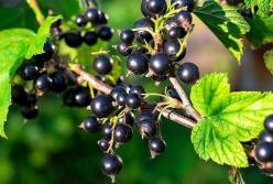 Медики рассказали, кому особенно полезно есть смородину