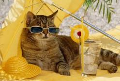 Африканська спека в Україні: метеоролог дав невтішний прогноз щодо хвиль тепла