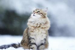 Прогноз погоды на 12 февраля: в Украине снова будет идти снег, на западе – до -12 градусов