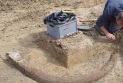 В Германии обнаружили бивень мамонта длиной почти 2,5 метра