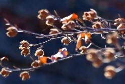 Прогноз погоды на 24 ноября: ​в Украину придут морозы