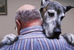 Собаки чувствуют стресс вместе со своими хозяевами